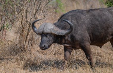 Afrika bizonu olarak da bilinen Cape Buffalo, Güney Afrika Kruger Ulusal Parkı 'nın çalılığında.