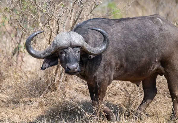 Afrika bizonu olarak da bilinen Cape Buffalo, Güney Afrika Kruger Ulusal Parkı 'nın çalılığında.