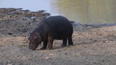 Hippopotamus - Hippo, Kruger Ulusal Parkında Güney Afrika