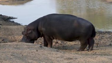 Hippopotamus - Hippo, Kruger Ulusal Parkında Güney Afrika