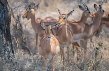 Impala, aynı zamanda siyah burunlu impala olarak da bilinir, Güney Afrika Kruger Ulusal Parkı 'nın çalılığında.