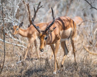 Impala, aynı zamanda siyah burunlu impala olarak da bilinir, Güney Afrika Kruger Ulusal Parkı 'nın çalılığında.