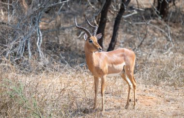 Impala, aynı zamanda siyah burunlu impala olarak da bilinir, Güney Afrika Kruger Ulusal Parkı 'nın çalılığında.