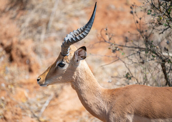 Импала, также известная как черноносая импала, в кустах национального парка Крюгер ЮАР