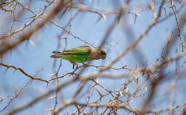 Kahverengi kafalı papağan Kruger Ulusal Parkı 'nın çalılığında, Güney Afrika
