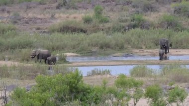 Güney Afrika 'daki Kruger Ulusal Parkı' nın çalılarındaki filler.