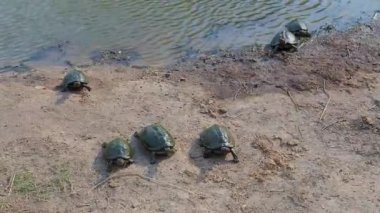 Serrated hinged terrapin in Kruger National Park South Africa