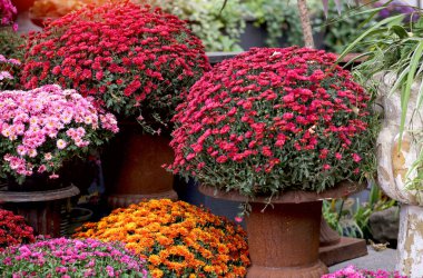 Kocaman kaplarda parlak kasımpatılar olan pankart. Çiçekler pembe, bordo, turuncu. Çiçek konsepti.