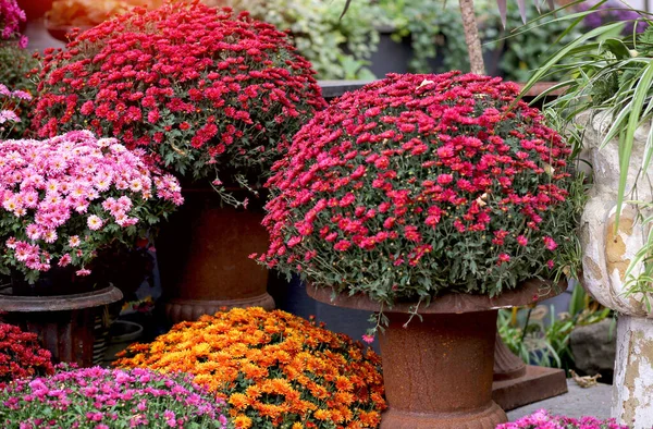 Kocaman kaplarda parlak kasımpatılar olan pankart. Çiçekler pembe, bordo, turuncu. Çiçek konsepti.