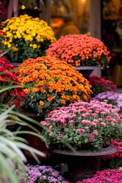 Entrada Una Florería Con Decoración Floral Crisantemos Brillantes Macetas Enormes — Foto de Stock