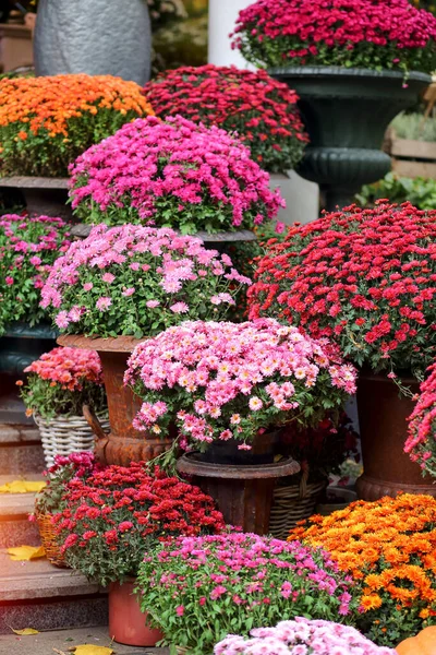 Brilhante Crisântemo Flores Vasos Nos Passos Mercado Flores Decoração Floral Fotografias De Stock Royalty-Free