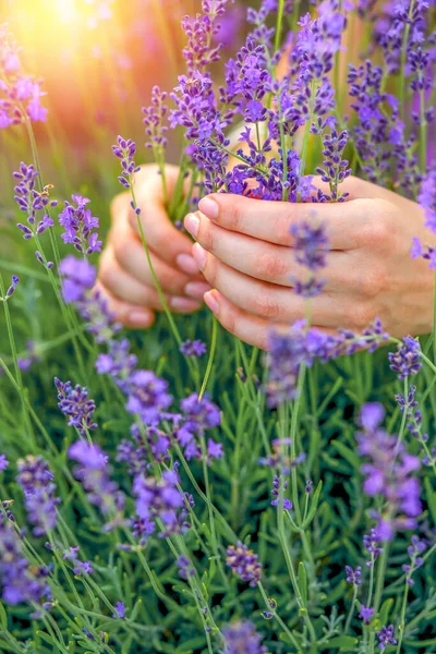 Lavanda Florescente Uma Mão Feminina Campo Provence França Conceito Floricultura — Fotografia de Stock