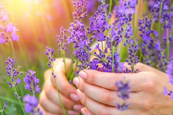 Blühender Lavendel Weiblicher Hand Auf Dem Feld Provence Frankreich Floristikkonzept — Stockfoto