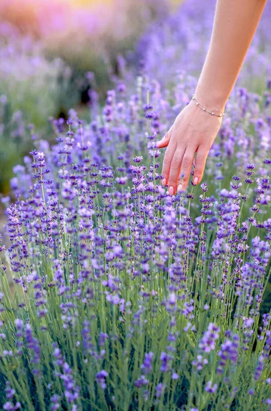Woman Hand Glides Blooming Lilac Lavender Field Provence France Cultivation — Stock Photo, Image