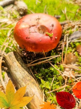 Ormandaki mantar. Orman yağmurdan sonra sonbaharda açılır. Doğa konsepti