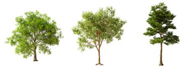 İzole edilmiş Yüksek Detaylı Ağaçlar Ağaç Toplama Grubu Beyaz Arkaplanda Gerçekçi Kesme 3D Çizim