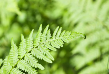 Yeşil eğreltiotu yaprakları vahşi bir ormanda.