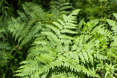 Yeşil eğreltiotu yaprakları vahşi bir ormanda.