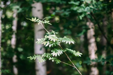Kırsaldaki bir yaz ormanında yabani bitkiler.
