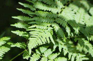 Yeşil eğreltiotu yaprakları vahşi bir ormanda.