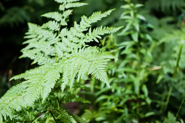 Zöld Páfrány Levelek Vad Erdőben — Stock Fotó