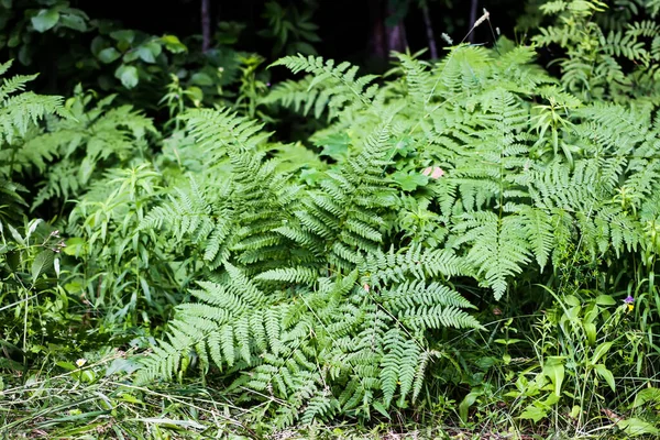 Yeşil Eğreltiotu Yaprakları Vahşi Bir Ormanda — Stok fotoğraf