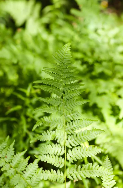 Зелені Папороті Листя Дикому Лісі — стокове фото
