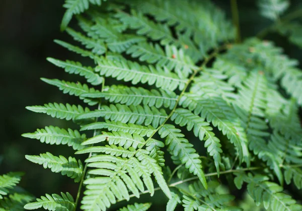 Zöld Páfrány Levelek Vad Erdőben — Stock Fotó