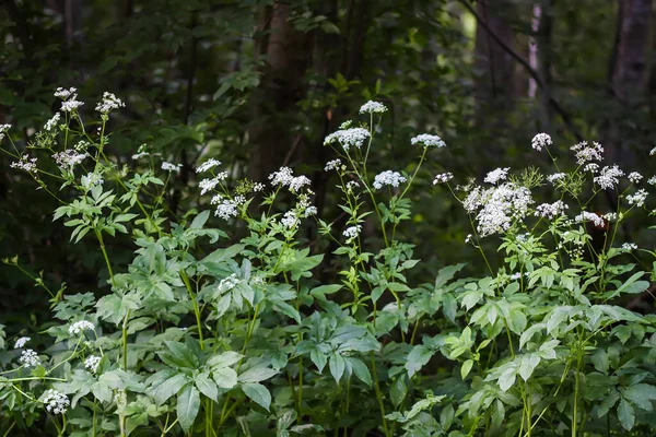 Wild Plants Summer Forest Countryside — Stock Photo, Image
