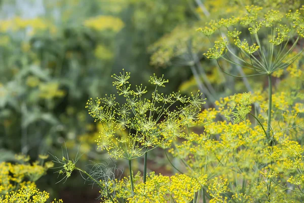 stock image Green dill plants growing in the greenhouse.