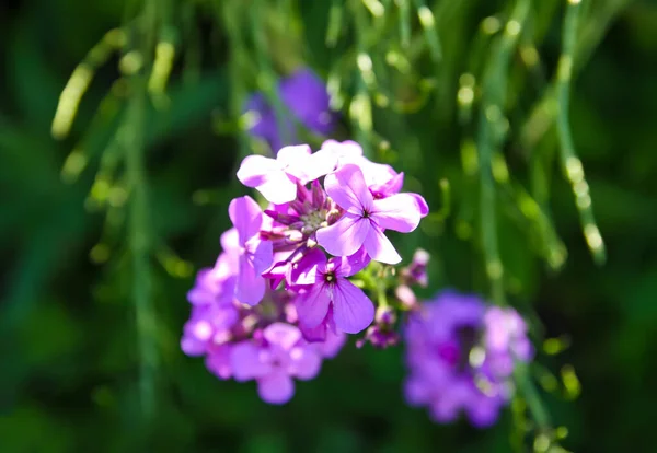 Purple Garden Flowers Sunlight — Stock Photo, Image