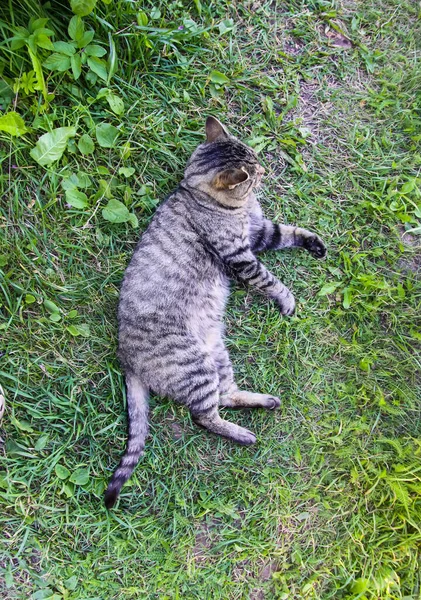 Domestic Lazy Cat Lying Green Grass — Stock Photo, Image