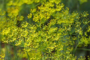 Taze yeşil dereotu. Sebze bahçesi.