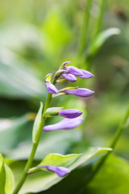 Çiçek mevsiminde Hosta tesisi. Mavi Fare Mor Kulak Çiçekleri