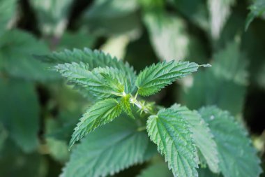 Isırgan otu çalıları. Yeşil ısırgan otu yaprakları. Tıbbi tesisler