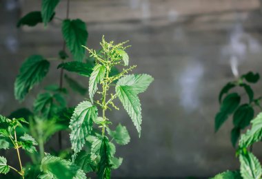 Isırgan otu çalıları. Yeşil ısırgan otu yaprakları. Tıbbi tesisler
