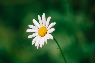 Yeşil doğa arka planında beyaz papatya çiçeği. Yaz çiçekleri kapanır.