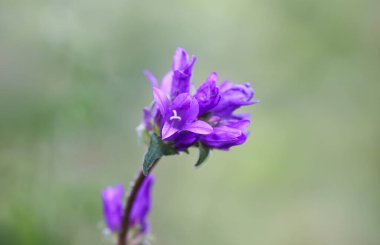 Yazın mor kır çiçeği kapanıyor. Campanula glomerata Superba çiçekleri.