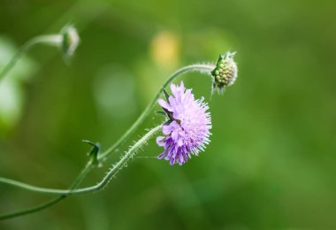 Scabiosa Kolomb bitkisi. Yaz tarlasında mor kır çiçeği.