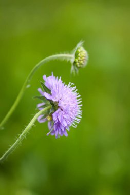 Scabiosa Kolomb bitkisi. Yaz tarlasında mor kır çiçeği.