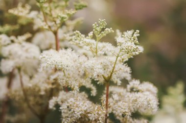 Meadowsweet veya Filipendula ulmaria çiçekleri. Vahşi doğadaki tıbbi bitki..