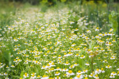 Papatya çiçekleri dışarıda yetişiyor. Çiçek mevsiminde tıbbi bitkiler