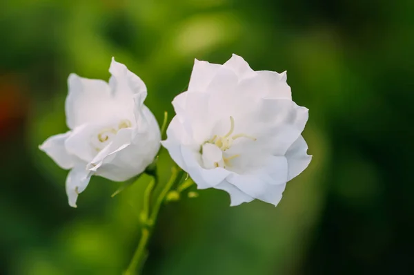 Campanula White Flowers Close — Stock Photo, Image