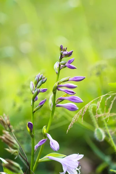 Roślina Hosta Sezonie Kwitnienia Niebieskie Uszy Myszy Fioletowe Kwiaty — Zdjęcie stockowe