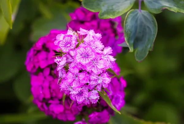 Yaz Bahçesinde Türk Karanfili Pembe Çiçekler — Stok fotoğraf