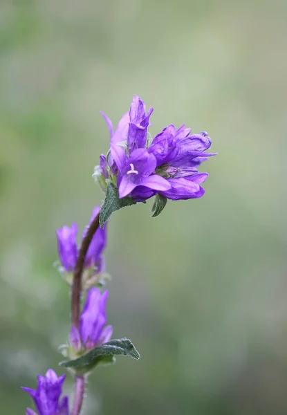Summer Purple Wildflower Close Campanula Glomerata Superba Flowers — Stock Photo, Image
