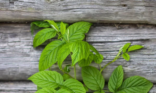 Green leaves of the Raspberry plant. Medical herbs