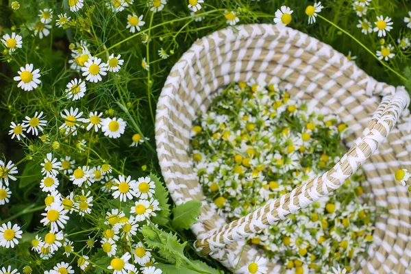 Fleurs Camomille Dans Panier Extérieur Plantes Médicinales Saison Floraison — Photo