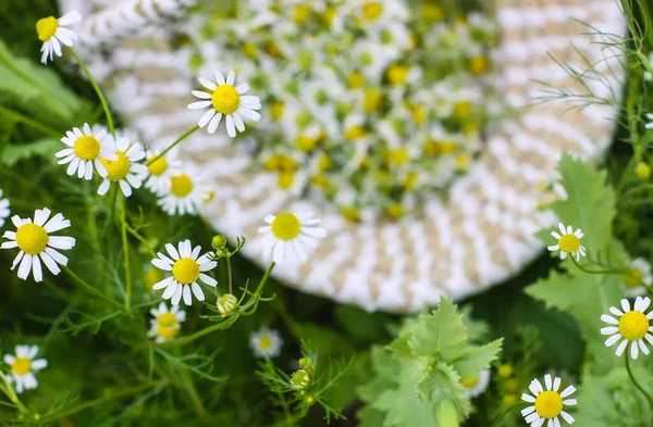 Kwiaty Rumianku Koszu Świeżym Powietrzu Rośliny Medyczne Okresie Kwitnienia — Zdjęcie stockowe