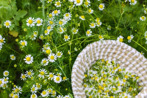Fleurs Camomille Dans Panier Extérieur Plantes Médicinales Saison Floraison — Photo